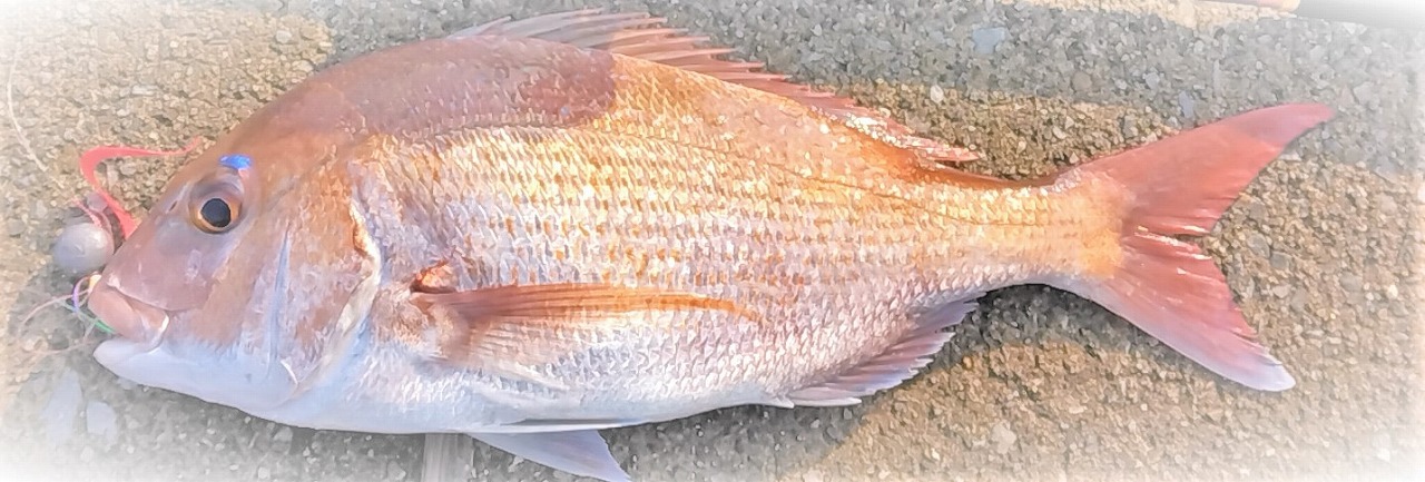 VAoލsL@쌧os̃}_C@2022/11/21